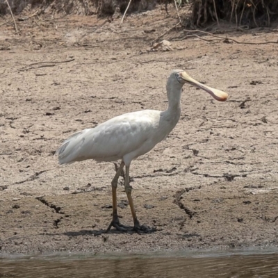 Platalea flavipes (Yellow-billed Spoonbill) at Dunlop, ACT - 7 Jan 2020 by Roger