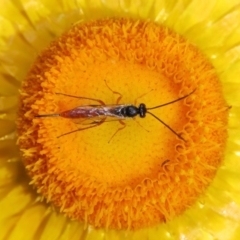 Ichneumonidae (family) (Unidentified ichneumon wasp) at Acton, ACT - 17 Nov 2019 by TimL