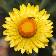 Ichneumonidae (family) at Acton, ACT - 18 Nov 2019