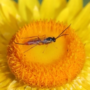 Ichneumonidae (family) at Acton, ACT - 18 Nov 2019