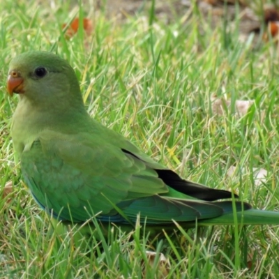 Polytelis swainsonii (Superb Parrot) at Mawson, ACT - 6 Jan 2020 by davidb