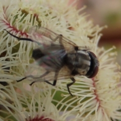 Musca vetustissima (Bush Fly) at Sth Tablelands Ecosystem Park - 8 Nov 2019 by AndrewZelnik
