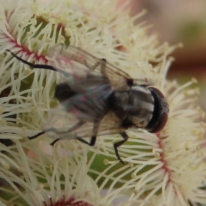 Musca vetustissima at Molonglo Valley, ACT - 8 Nov 2019 12:19 PM