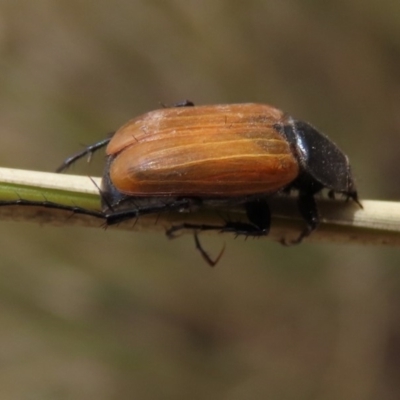 Phyllotocus rufipennis (Nectar scarab) at Sth Tablelands Ecosystem Park - 8 Nov 2019 by AndrewZelnik