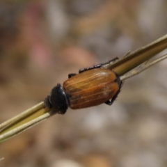 Phyllotocus rufipennis at Molonglo Valley, ACT - 8 Nov 2019