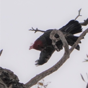 Callocephalon fimbriatum at Garran, ACT - suppressed