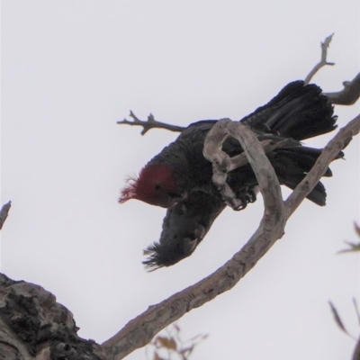 Callocephalon fimbriatum (Gang-gang Cockatoo) at Federal Golf Course - 6 Jan 2020 by JackyF