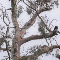 Callocephalon fimbriatum at Garran, ACT - suppressed