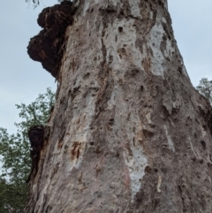 Callocephalon fimbriatum at Garran, ACT - suppressed