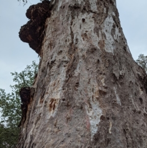 Callocephalon fimbriatum at Garran, ACT - suppressed