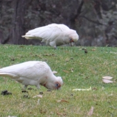 Cacatua tenuirostris (Long-billed Corella) at Federal Golf Course - 6 Jan 2020 by JackyF