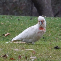 Cacatua tenuirostris at Garran, ACT - 6 Jan 2020 07:42 PM