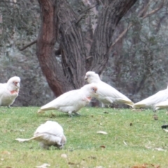 Cacatua tenuirostris at Garran, ACT - 6 Jan 2020