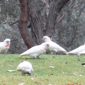 Cacatua tenuirostris at Garran, ACT - 6 Jan 2020