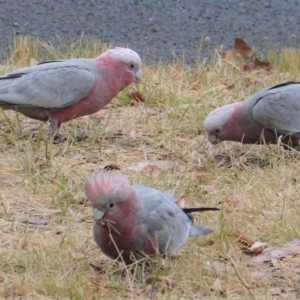 Eolophus roseicapilla at Garran, ACT - 6 Jan 2020