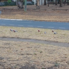 Eolophus roseicapilla at Garran, ACT - 6 Jan 2020