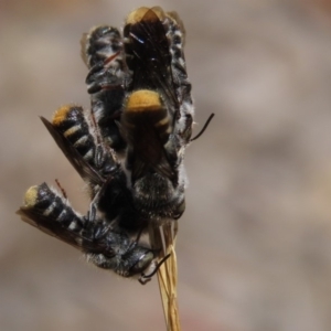 Megachile (Hackeriapis) tosticauda at Molonglo Valley, ACT - 8 Nov 2019