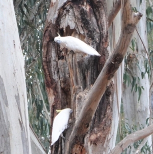 Cacatua galerita at Garran, ACT - 6 Jan 2020 07:38 PM