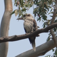 Dacelo novaeguineae (Laughing Kookaburra) at Hughes, ACT - 29 Dec 2019 by JackyF