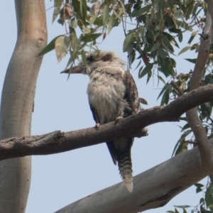 Dacelo novaeguineae at Hughes, ACT - 30 Dec 2019 10:10 AM