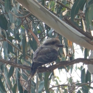 Dacelo novaeguineae at Hughes, ACT - 30 Dec 2019 10:10 AM