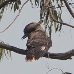 Dacelo novaeguineae at Hughes, ACT - 30 Dec 2019 10:10 AM