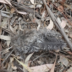 Podargus strigoides at Deakin, ACT - 30 Dec 2019 08:19 AM