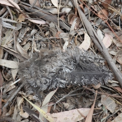 Podargus strigoides (Tawny Frogmouth) at Deakin, ACT - 30 Dec 2019 by JackyF