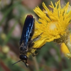 Austroscolia soror (Blue Flower Wasp) at Molonglo Valley, ACT - 8 Nov 2019 by AndrewZelnik