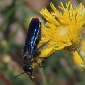 Austroscolia soror at Molonglo Valley, ACT - 8 Nov 2019