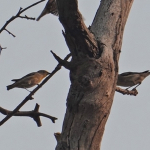 Pardalotus striatus at Hughes, ACT - 30 Dec 2019