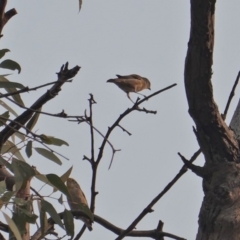 Pardalotus striatus at Hughes, ACT - 30 Dec 2019 07:35 AM