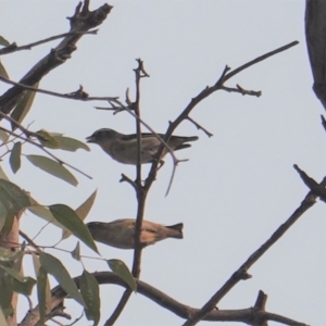 Pardalotus striatus at Hughes, ACT - 30 Dec 2019