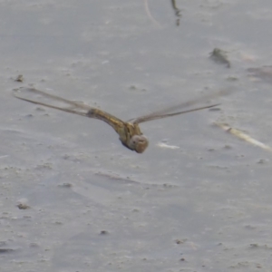 Orthetrum caledonicum at Isabella Plains, ACT - 6 Jan 2020