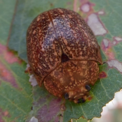 Paropsis variolosa (Variolosa leaf beetle) at Symonston, ACT - 7 Jan 2020 by Christine