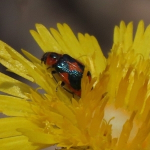Dicranolaius villosus at Molonglo Valley, ACT - 8 Nov 2019 01:19 PM