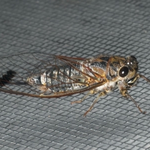 Galanga labeculata at Ainslie, ACT - 31 Dec 2019 09:37 PM