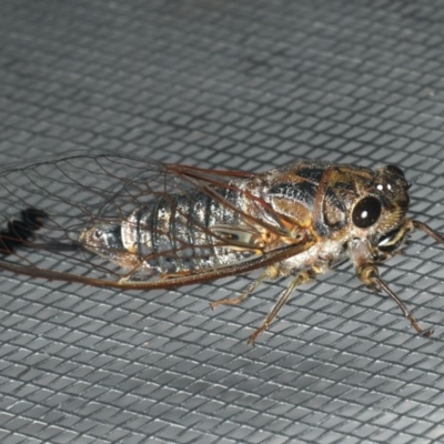 Galanga labeculata (Double-spotted cicada) at Ainslie, ACT - 31 Dec 2019 by jb2602