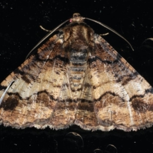 Cryphaea xylina at Ainslie, ACT - 31 Dec 2019 09:40 PM