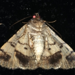 Cryphaea xylina at Ainslie, ACT - 31 Dec 2019 09:40 PM