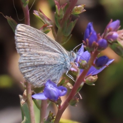 Zizina otis (Common Grass-Blue) at National Arboretum Forests - 8 Nov 2019 by AndrewZelnik