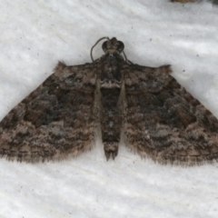 Phrissogonus laticostata (Apple looper moth) at Ainslie, ACT - 31 Dec 2019 by jb2602