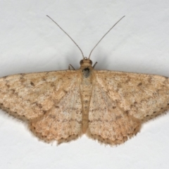 Scopula rubraria (Reddish Wave, Plantain Moth) at Ainslie, ACT - 31 Dec 2019 by jb2602