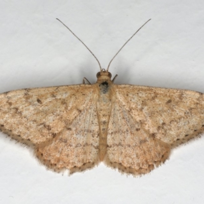 Scopula rubraria (Reddish Wave, Plantain Moth) at Ainslie, ACT - 30 Dec 2019 by jbromilow50