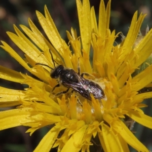 Lasioglossum (Chilalictus) lanarium at Molonglo Valley, ACT - 8 Nov 2019