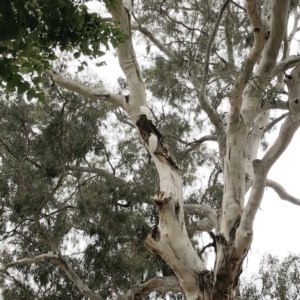 Cacatua galerita at Hughes, ACT - 6 Jan 2020 08:00 AM