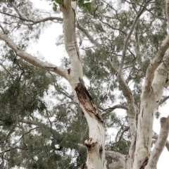 Callocephalon fimbriatum (Gang-gang Cockatoo) at Hughes, ACT - 7 Jan 2020 by ruthkerruish