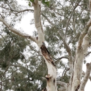 Callocephalon fimbriatum at Hughes, ACT - suppressed