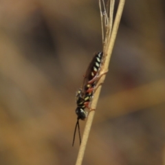 Tiphiidae (family) (Unidentified Smooth flower wasp) at Molonglo Valley, ACT - 8 Nov 2019 by AndrewZelnik