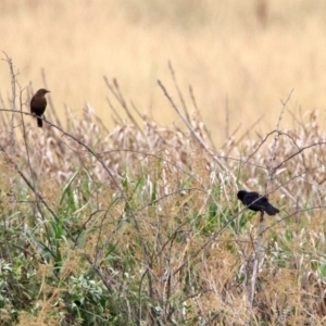 Turdus merula at Fyshwick, ACT - 6 Jan 2020